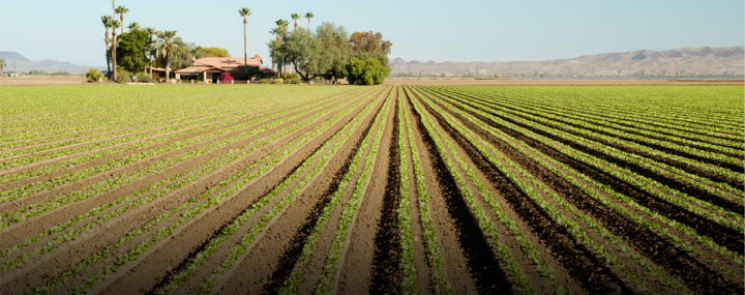 A sunny farm field with rows of lush green crops thriving under bright skies, symbolizing agricultural growth and success.